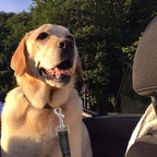 Elastický bezpečnostný pás pre psa do auta